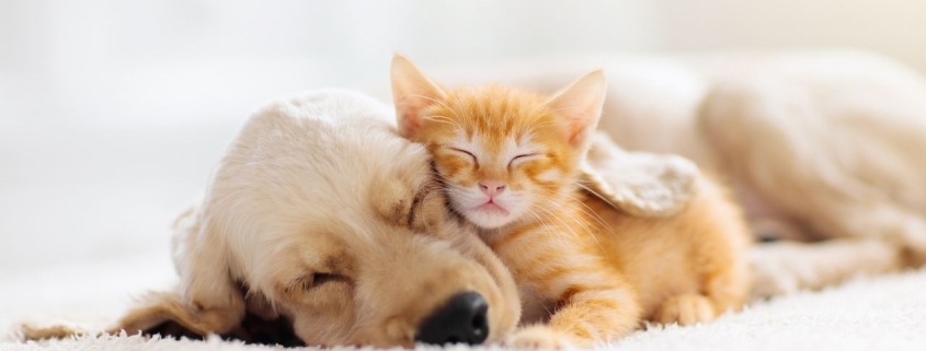 benessere degli animali domestici